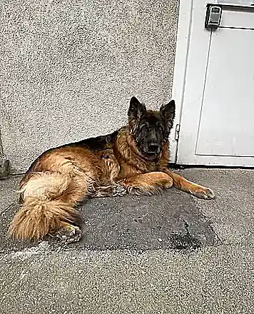 Ino, der Schäferhund der Schmidheiny Schreinerei, vor der Werkstatt